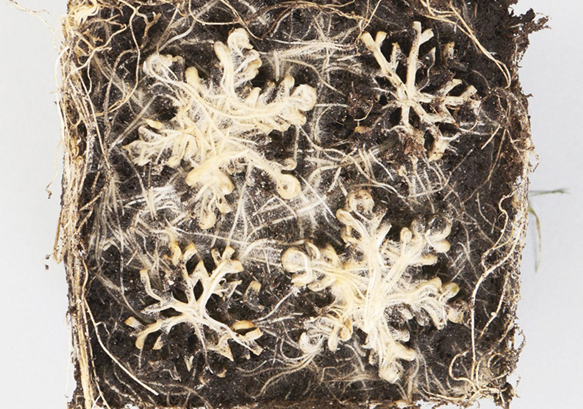 Bitki Kökleri Resim Yapıyor