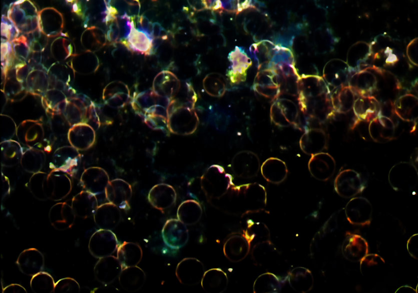 Aysun Bolten’in ilk kişisel sergisi “Ben’in Ötesi” Galeri / Miz’de