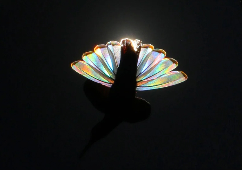 Christian Spencer’dan Gökkuşağı Efektli Kuş Fotoğrafları