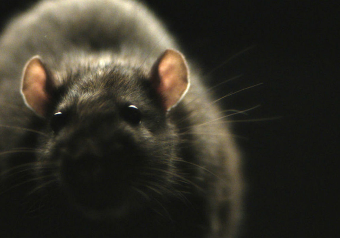 Morgan Spurlock İmzalı Rats’ten Kısa Bir Sahne 