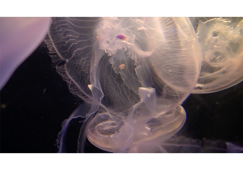 Monitor’dan Yeni Sergi: “Hiçbir şey filizlenmediğinde sen hayatta kaldın” 