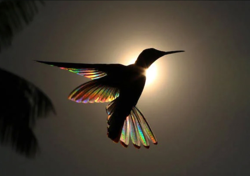 Christian Spencer’dan Gökkuşağı Efektli Kuş Fotoğrafları