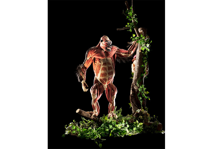 “Body Worlds: Animal Inside Out-Gerçek Hayvanların Anatomi Sergisi” HUPALUPA Expo’da