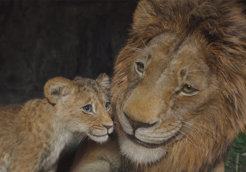 “Mufasa: Aslan Kral” 9 Temmuz’da Disney+’ta
