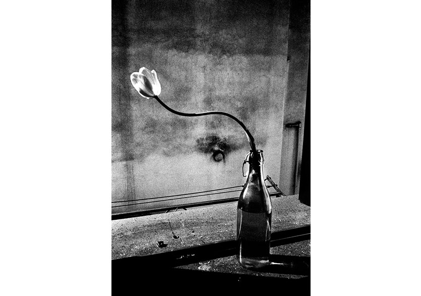 Zeuxis mu? Parrhasios mu?