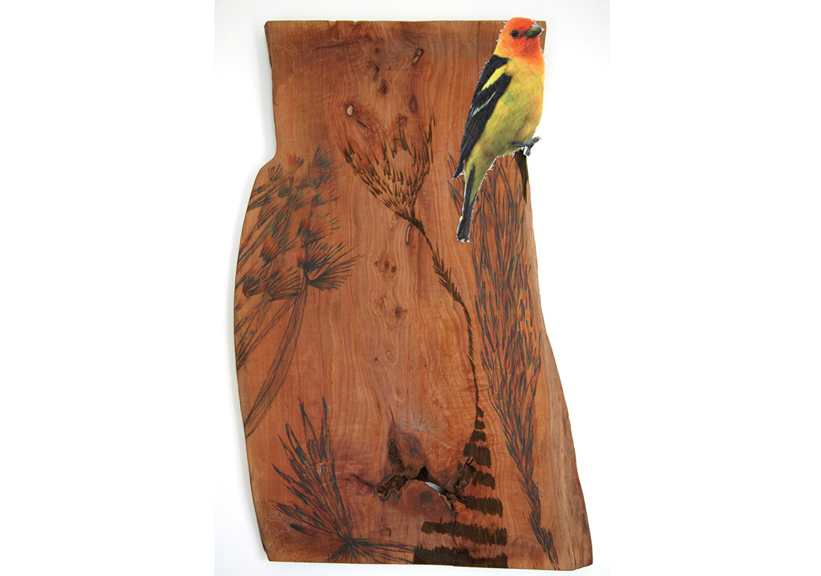 Deney Alanı Olarak Bitkilerin Bulmacası