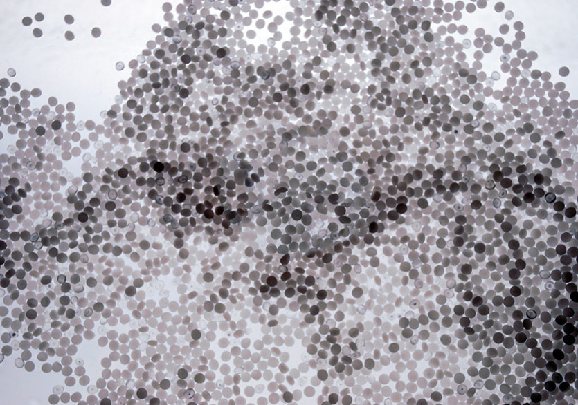 Pınar Yoldaş’ın Biyoloji ve Sanatı Birleştiren Sergisi