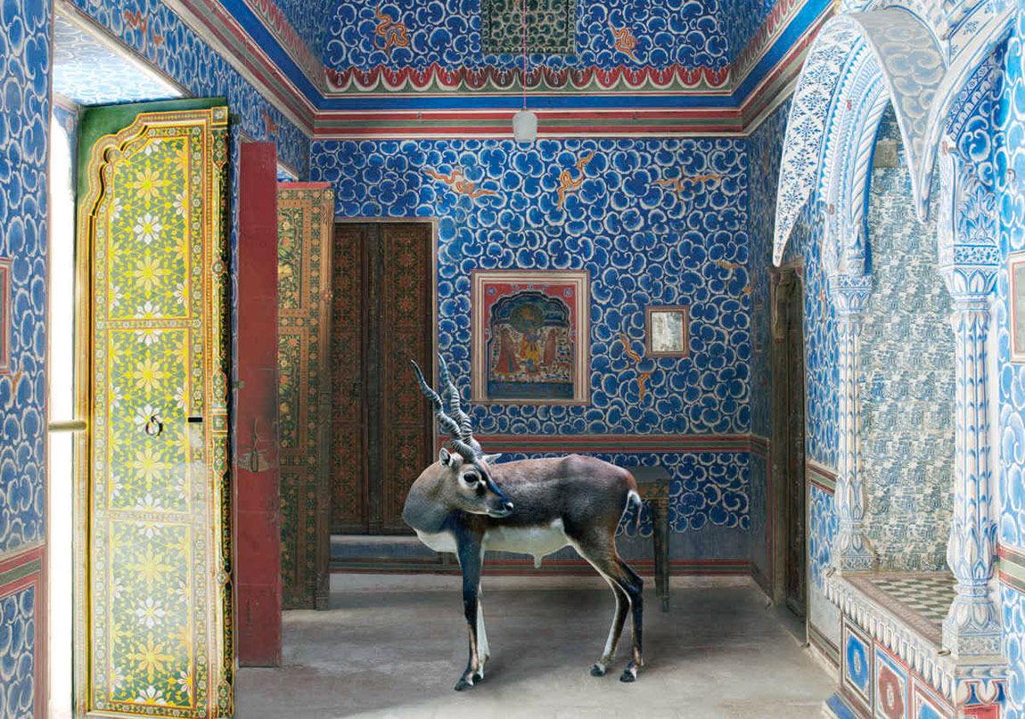 Egzotik Hayvanların Mistik Mekânlara Bakışı