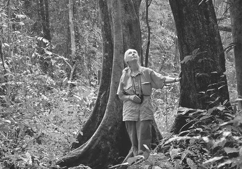 Jane Goodall’dan İnsana ve Doğaya Dair: “Umudun Kitabı”