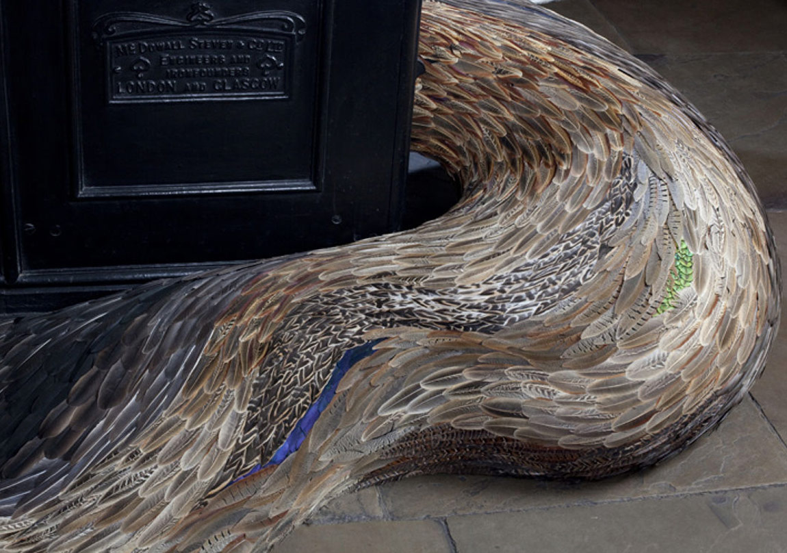 Göz Alıcı Kuş Tüyleri