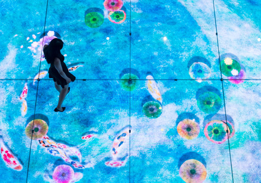 Tayvan’ın Vahşi Yaşamı Bir Bankanın İçinde