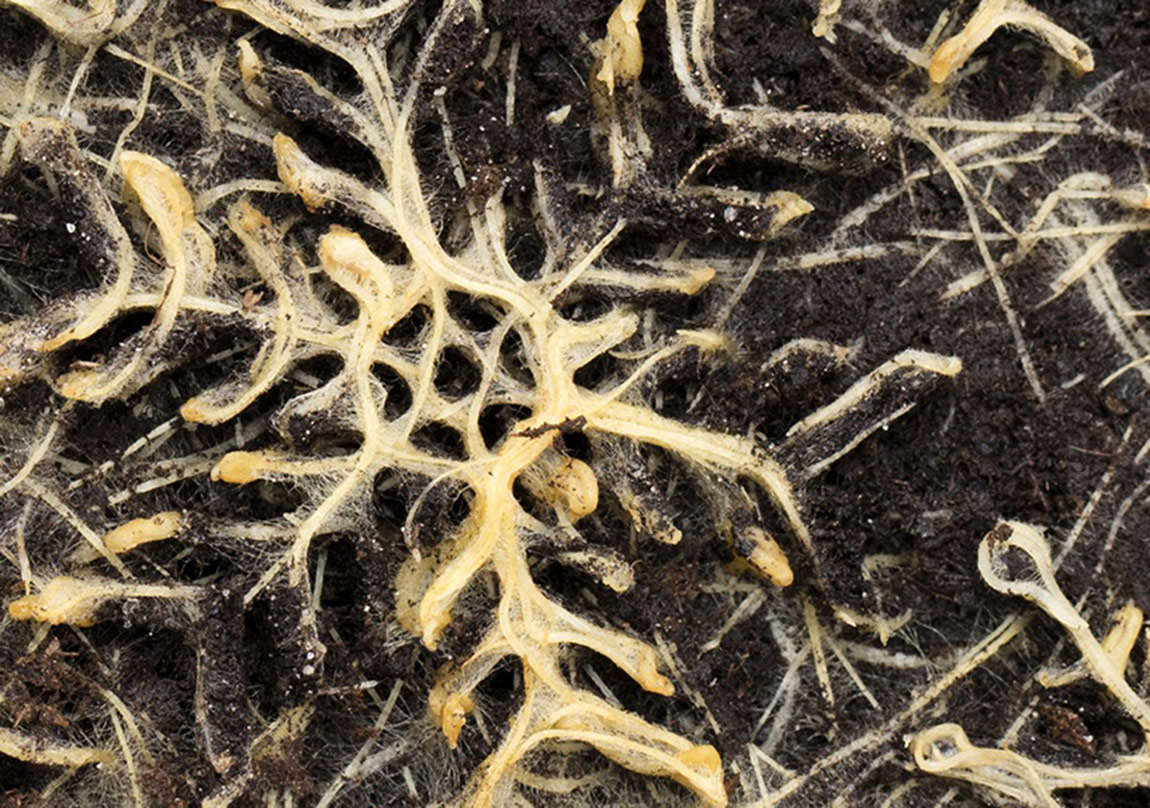 Bitki Kökleri Resim Yapıyor