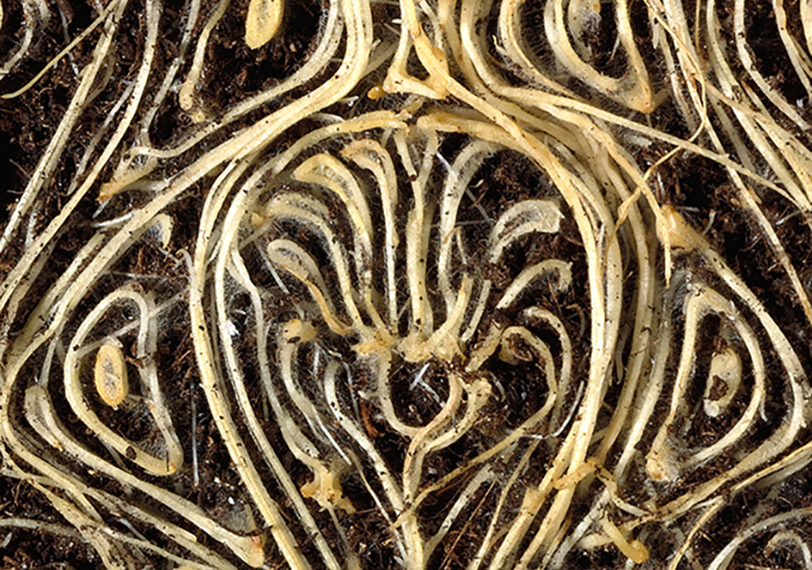 Bitki Kökleri Resim Yapıyor