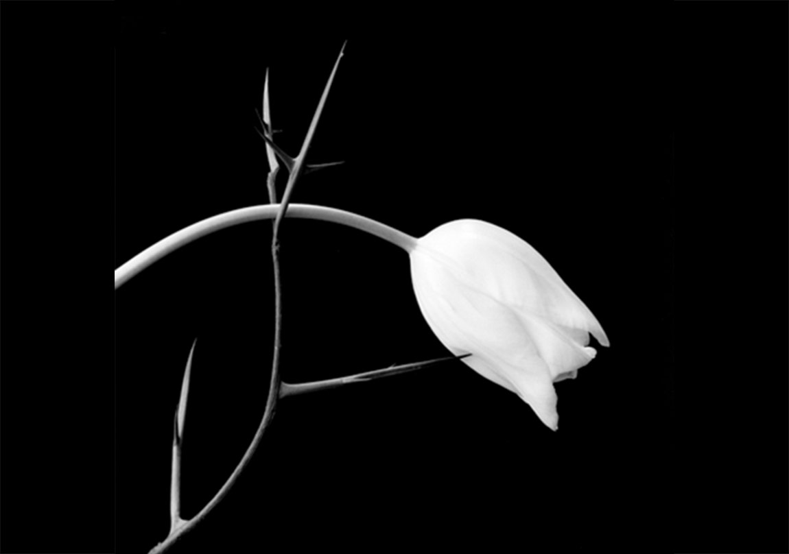 Robert Mapplethorpe’la Zıtlıkların Gücü