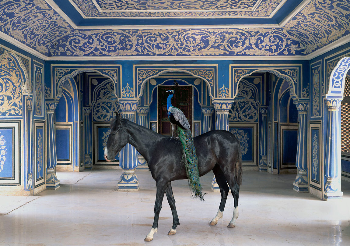 Egzotik Hayvanların Mistik Mekânlara Bakışı