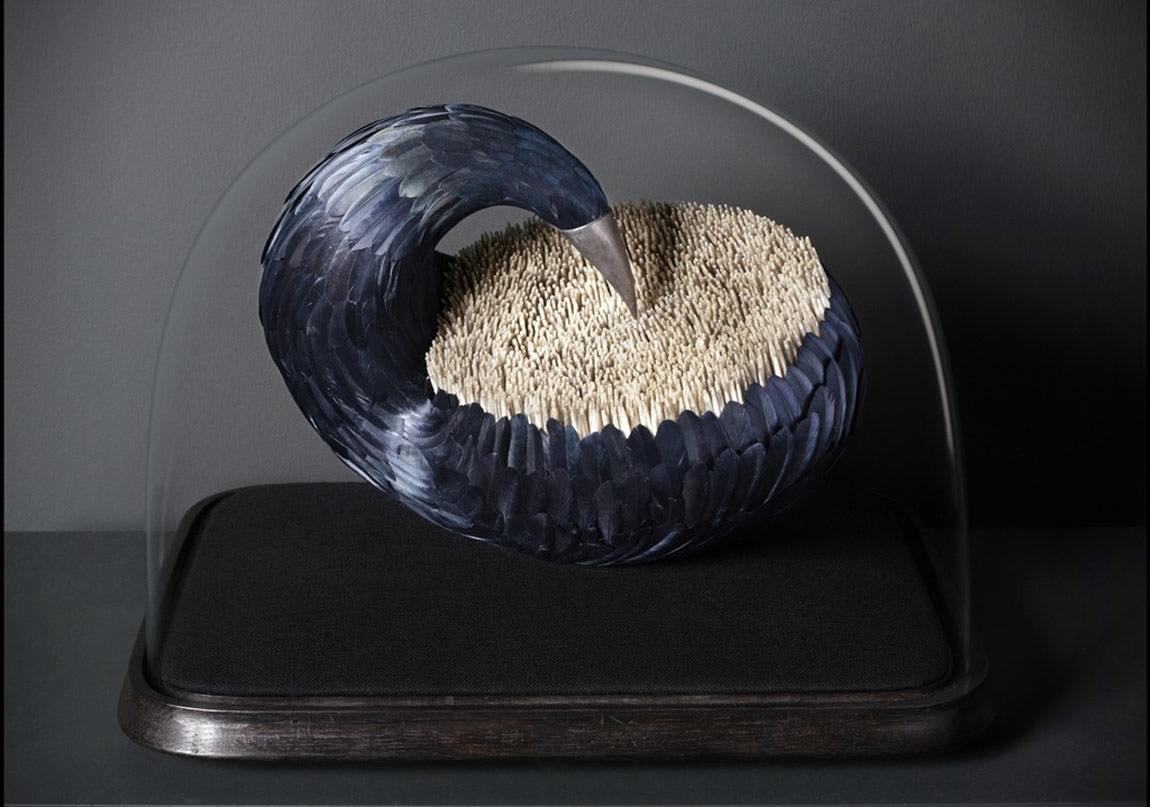 Göz Alıcı Kuş Tüyleri