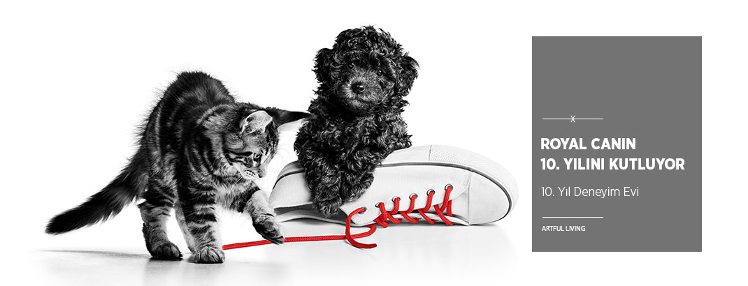 Royal Canin 10. Yılını Cihangir’deki Deneyim Evi ile Kutluyor