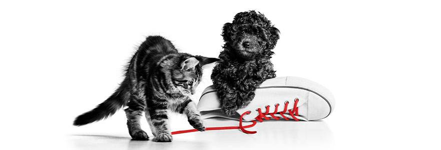 Royal Canin 10. Yılını Cihangir’deki Deneyim Evi ile Kutluyor