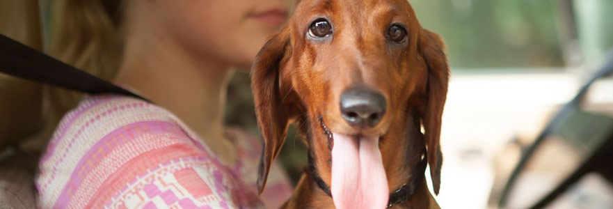 Dokunuşlar, Umutlar, Hayal Kırıklıkları ve Weiner Dog